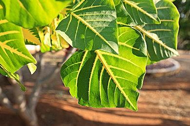 顽皮狗的PS5新作只有临近发售时才正式公布